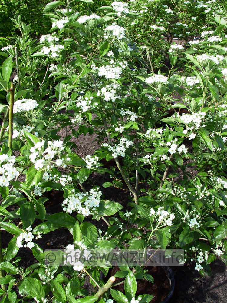 Crataegus Carrierei 04.jpg